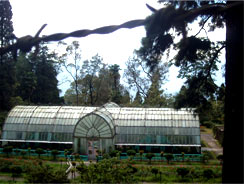 Botanical Garden :: Darjeeling