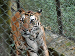 Tiger at darjeeling Zoo