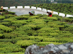 On the way to Darjeeling